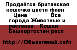 Продаётся британская кошечка цвета фавн › Цена ­ 10 000 - Все города Животные и растения » Кошки   . Башкортостан респ.